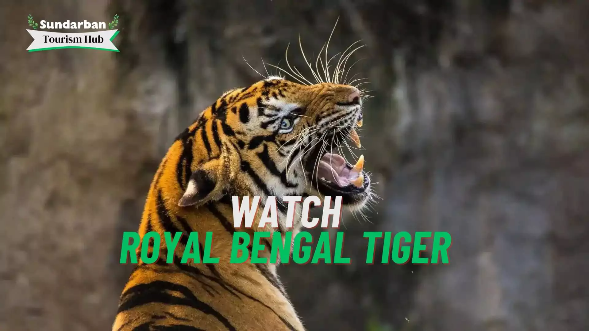 Royal Bengal Tiger Sundarban Tourism Hub